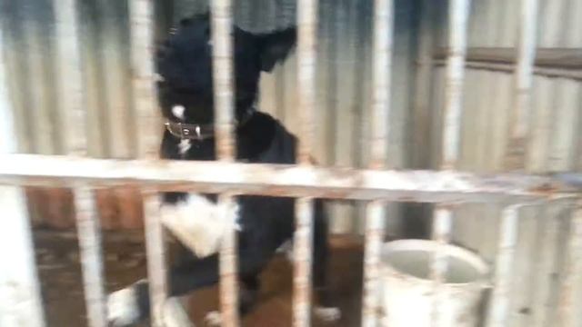 накормили собаку, Грея. И вот какой результат смотреть онлайн