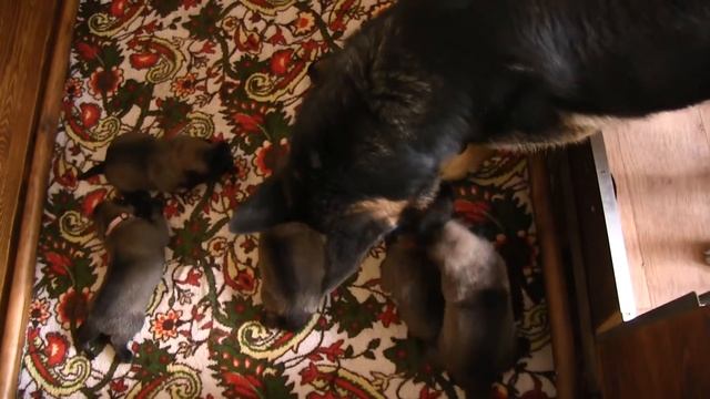 Puppies O-litter Frei Wind & Gama Eqidius смотреть онлайн
