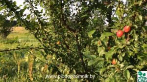 Алыча крупноплодная (слива диплоидная) разных сортов, плодоношение