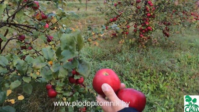 Яблоня сорт ЗАСЛАВСКОЕ смотреть онлайн