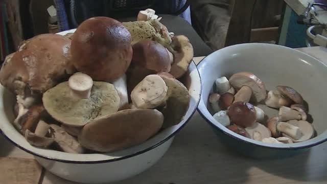 После дождичка грибочки смотреть онлайн