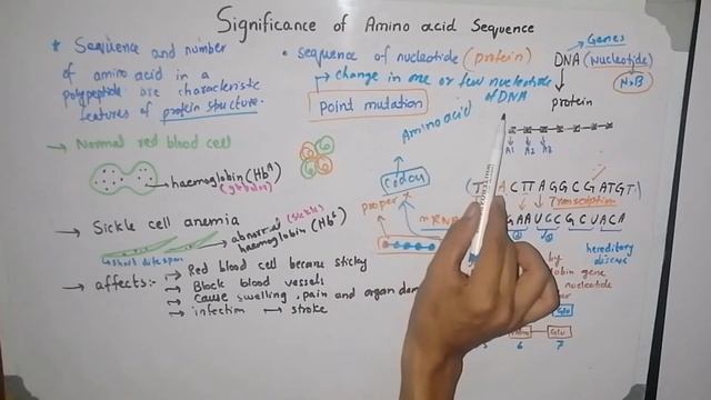 Significance of Amino Acid Sequence | Sickle Cell Anemia | Biological Molecules class 11 смотреть онлайн