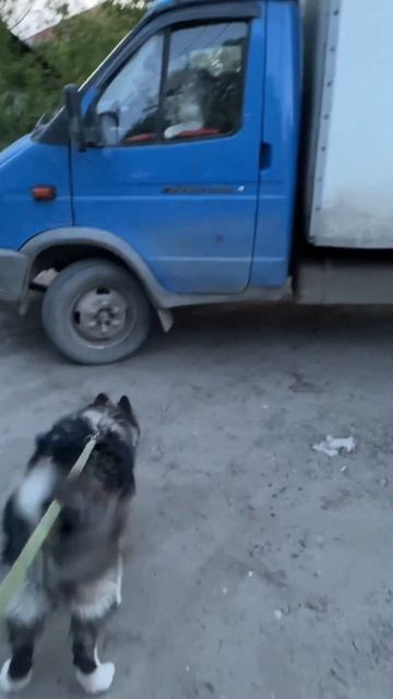 Самый мощный зверь на районе смотреть онлайн