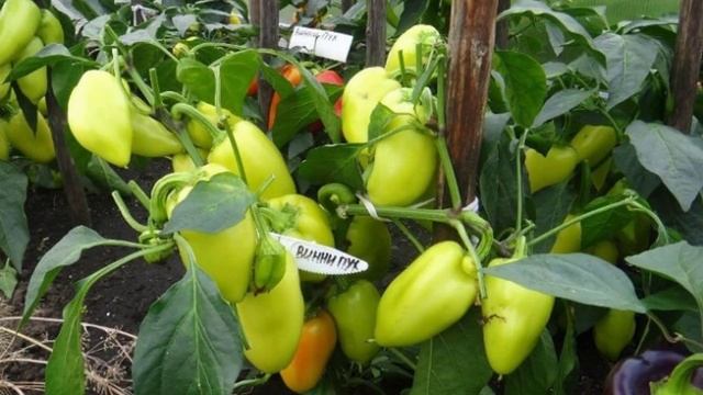 Перец сорта Винни пух смотреть онлайн