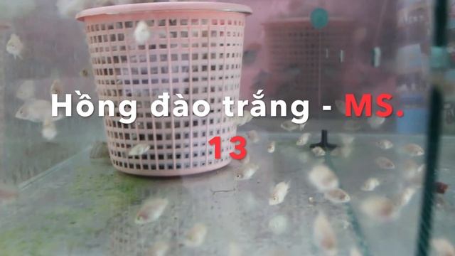 aquatic farms смотреть онлайн