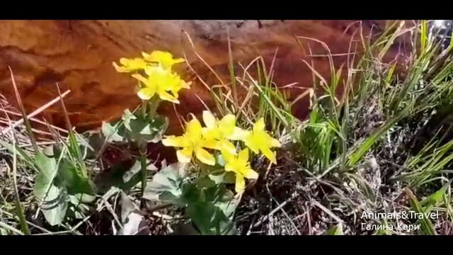 #музыка #расслабиться ЛУЧШАЯ МУЗЫКА И ВИДЕО ДЛЯ ОТДЫХА #домавместе смотреть онлайн