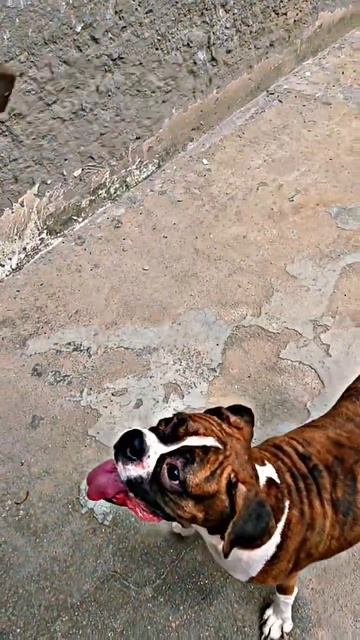 Hum Desi Balak Gama k #viral #trending #youtubeshorts #dog #doxer смотреть онлайн