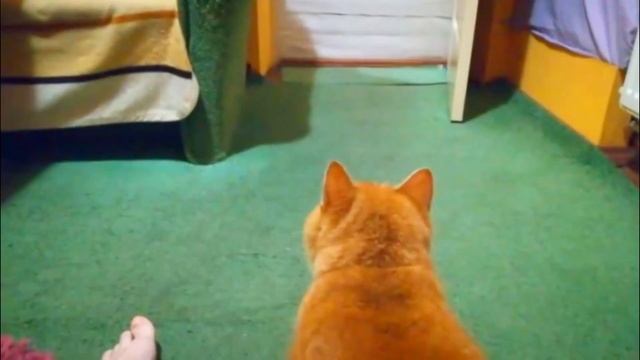 Кот Абрикос прыгает через увеличивающуюся по высоте преграду :) смотреть онлайн