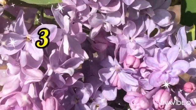 Тобі від мене гілочка БУЗКУ! На ЩАСТЯ! Музична відео листівка! смотреть онлайн