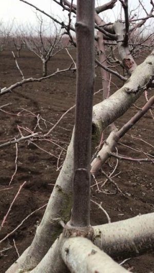 Зачем убирать жировые побеги на сливе?!