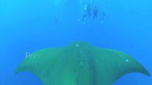 Pico Sport Azores Underwater Adventures смотреть онлайн