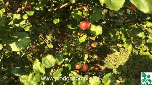 Яблоня сорт Ауксис смотреть онлайн