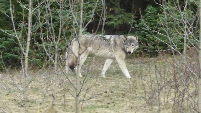 GREY WOLF IN JASPER NATIONAL PARK 2016 смотреть онлайн