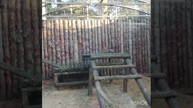 Милые дикие котята 🐯🦁🐯 смотреть онлайн