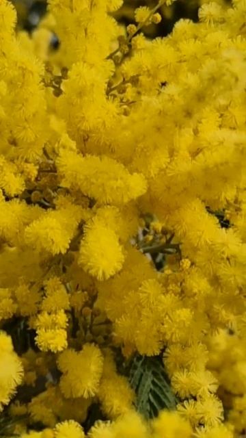 Everybody love this Colour in Spring!!!Acacia dealbata/Mimosa😍 смотреть онлайн