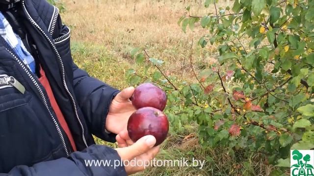 Яблоня сорт Дарунак. Урожайный, зимостойкий сорт белорусской селекции. смотреть онлайн