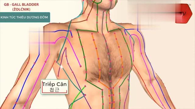 меридиан желудка (янский меридиан)