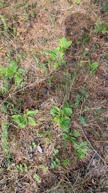 СЕЗОН ГРИБНОЙ ТОМСКАЯ ОБЛАСТЬ 2023 года