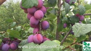 Слива сорт Деликатная, плодоношение сливы в 2015