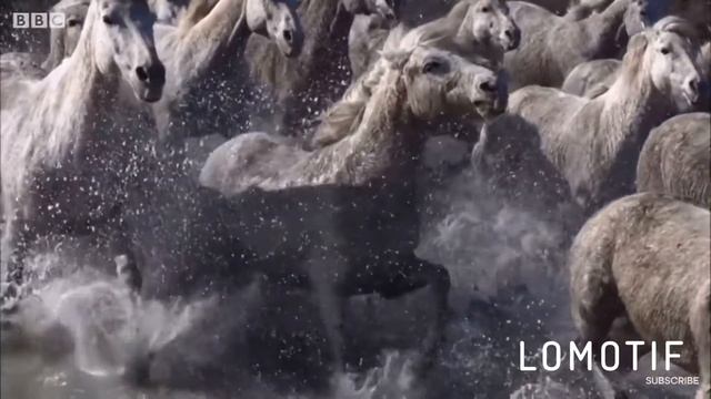 Warriors || Wild Horses Edit смотреть онлайн