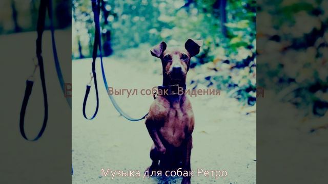 Впечатление (Милые Собаки) смотреть онлайн