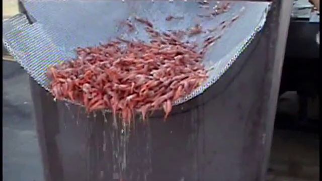 Shrimp Pump Fish Pump - Shrimp-TRANSVAC - Seattle смотреть онлайн