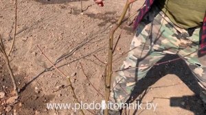 ОБРЕЗКА персика и нектарина. КАК можно обрезать растения после посадки.