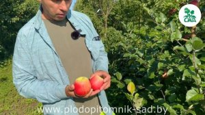 Яблоня сорт БЛАГАЯ ВЕСТЬ. Надежный, устойчивый к заболеваниям сорт с отличным вкусом.