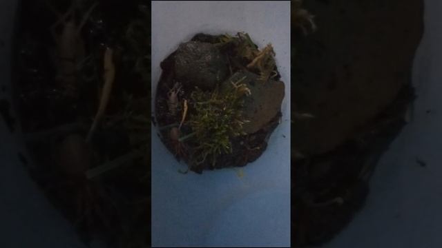 Woodlouse Spider Feeding (OLD) смотреть онлайн