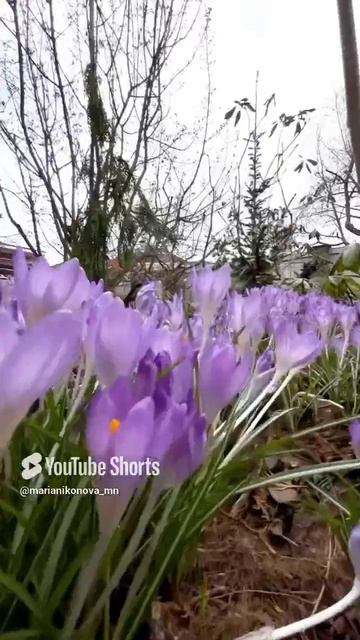 Весна в саду. смотреть онлайн