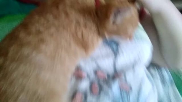 Моя кошка так милё спит :3 смотреть онлайн