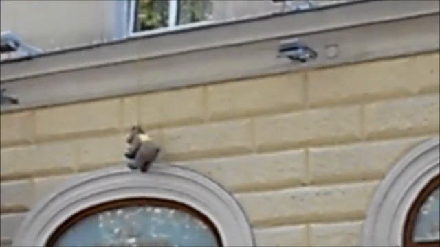 Mr. Blumi doing a tandem bungee jump out of Austria Classic Hotel Wien смотреть онлайн