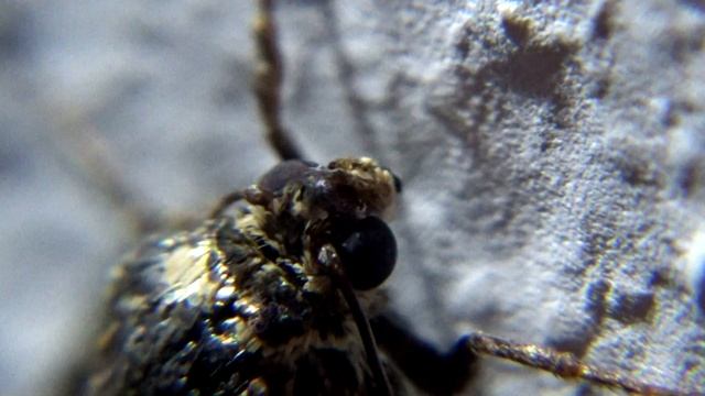 Tyta luctuosa смотреть онлайн