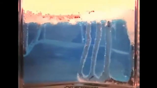 Муравьиная ферма ускоренная в 1000 раз. смотреть онлайн