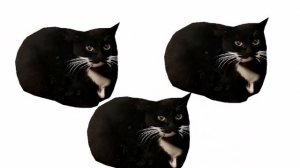 Maxwell cat (x1000)