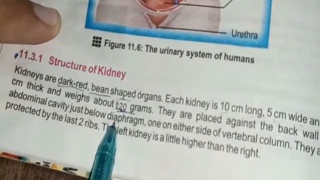 Bio 10th Ch 2 Lecture 5 Urinary System and Structure of Kidney смотреть онлайн