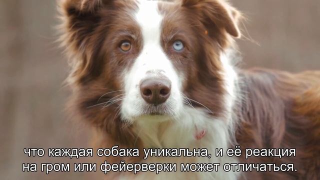 Почему собаки боятся грозы и фейерверков: в чем причина панического страха смотреть онлайн