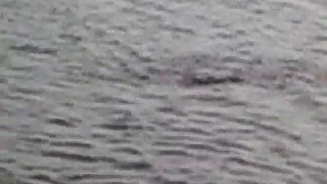 Пойманная щука.