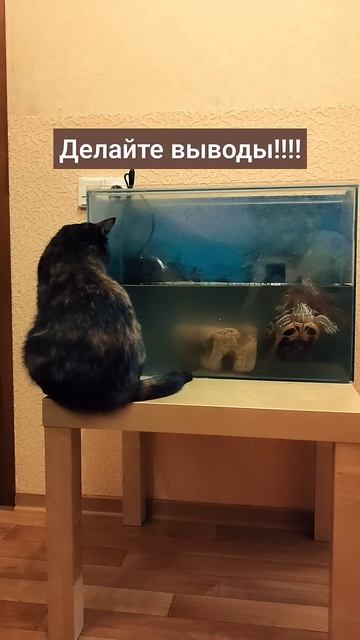 Вывод.?! смотреть онлайн