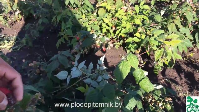 Малина ремонтантная сорт Рубиновое ожерелье. смотреть онлайн