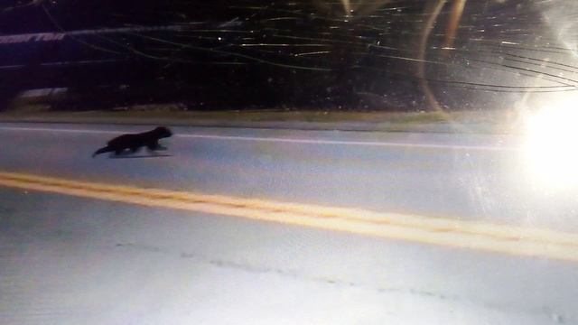 Волки и медведи на автомобильной дороге. Очень опасное зрелище.