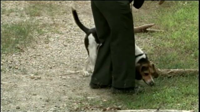 ALB Detector Dog Feasibility Study смотреть онлайн