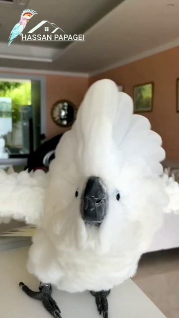 umrailla cockatoo parrot shorts #hassanpapagei смотреть онлайн