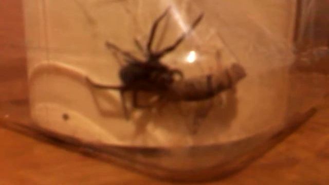 Araña casera del sur (southern house spider) comiendo смотреть онлайн