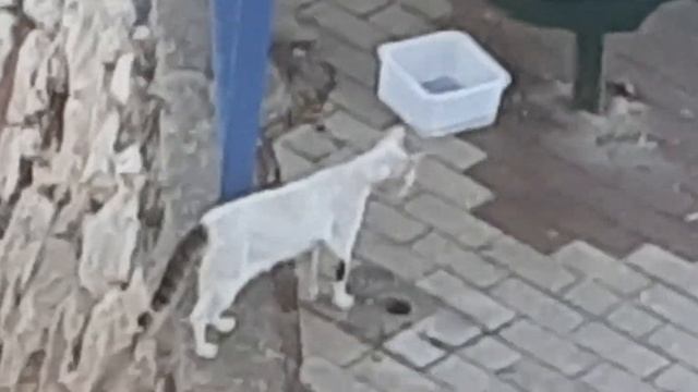#кошки #коты 25.05.24. СТОЛ 1 смотреть онлайн