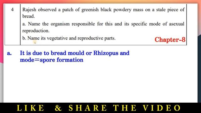Rajesh observed a patch of greenish black powdery mass on a stale piece of bread..|| Sample Paper Q смотреть онлайн