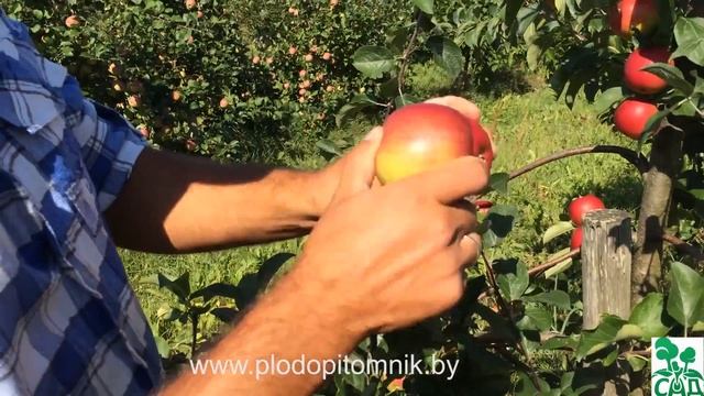 Яблоня сорт Редфри смотреть онлайн