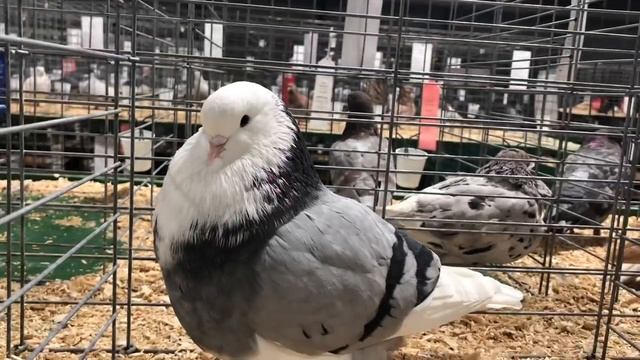 How Slate Dossett and Maddie Lambert Party with the Animals 🤣 смотреть онлайн