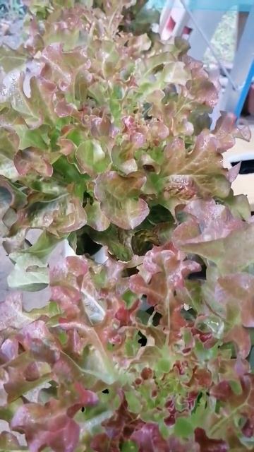 Red Oakleaf Lettuce | Hydroponically Grown #shorts #hydroponics #backyardfarming смотреть онлайн