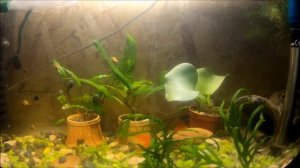 Мои питомцы в аквариуме.My Pets are in the aquarium.